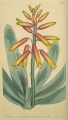 An old print from Curtis Botanical Magazine