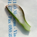 A leaf slice showing the translucent tissues.