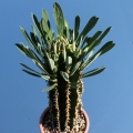 A plant with leaves during the active growing season.