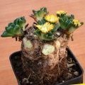 To a make a great succulent bonsai the plant must be frequently pruned, removing most of the exceeding rosettes form the crown.