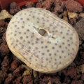 The papery shell during the dry resting phase.