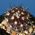 Red/brown spines form (This variant has red new spines and redder stems)