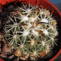 L1464 San Juan Capistrano, Zacatecas, MX, Altitude: 1000m. Grows with Echinocereus pamanesiorum, Echinocereus spinigemmatus.