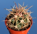 A juvenile specimen (pot diameter 5 cm).