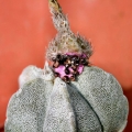 The fruit of A. coahuilense is pinkish and opens basally, it is very different from the fruit of  Astrophytum myriostigma.