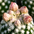 Escobaria sneedii v leei SB397 Eddy Co, NM. USA - Floer's buds.