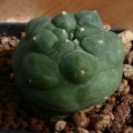 It  differs from  Lophophora diffusa by being a darker green colour with more raised and wavy ribs.