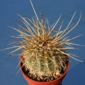 A nice form with long golden spines.