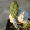 A normal Opuntia pad