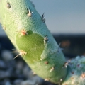 An area with Opuntia skin