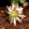 Flower up to 3 cm range from brown to whitish.