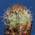 It is one of the more rare and priced of all cacti.