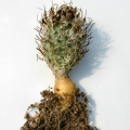 The stem is elongated, with a thin neck on a large taproot.