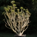 Coveted by bonsai collectors. Large potted specimens are pricey.