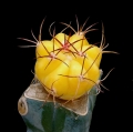 Echinocactus horizonthalonius cv. Albinous (Yellow  form)