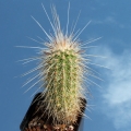 Echinocereus longisetus SB1707 Encantata, Coahuila, Mexico.