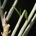 Adenia pechuelii (Syn: Echinothamnus pechuelii )