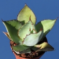 The broad leaf surfaces are decorated by impressions made by the margins of other leaves as they emerge from the center.
