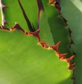 The leaves of the striking Agave bovicornuta have exceptionally beautiful marginal teeth.