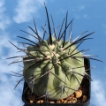 Juvenil specimen in cultivtion.