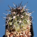 Copiapoa desertorum, RS 1427 Taltal-Las Guaneras, 02 Antofagasta, Chile. Juvenile speciemen.