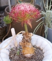 This bulb rarely bloom in cultivation, because in Africa where they grow wild they'll usually flower after grasslands fire.