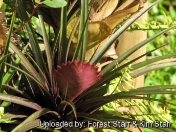 20927 star Forest Starr & Kim Starr