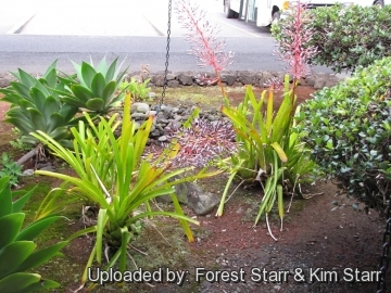 20915 star Forest Starr & Kim Starr