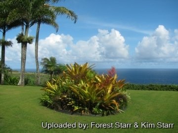 20266 star Forest Starr & Kim Starr