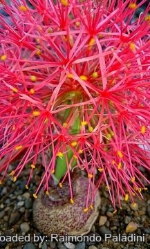 27710 RapCactus Raimondo Paladini