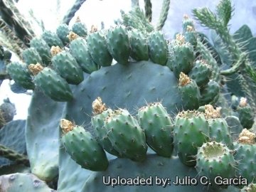 20069 julio Julio C. García 