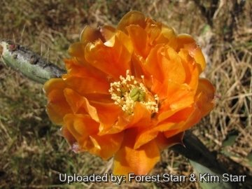 21044 star Forest Starr & Kim Starr