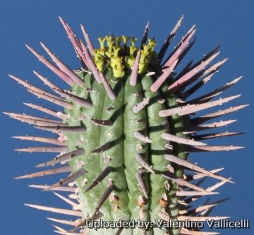 4108 valentino Valentino Vallicelli