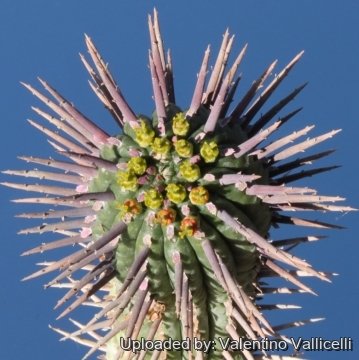 4114 valentino Valentino Vallicelli