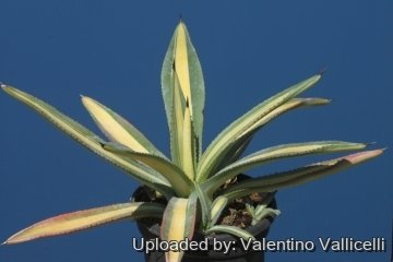 17714 valentino Valentino Vallicelli