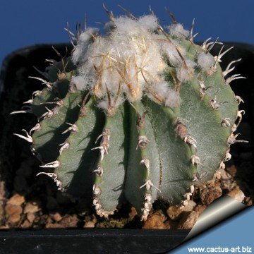 1976 cactus-art Cactus Art