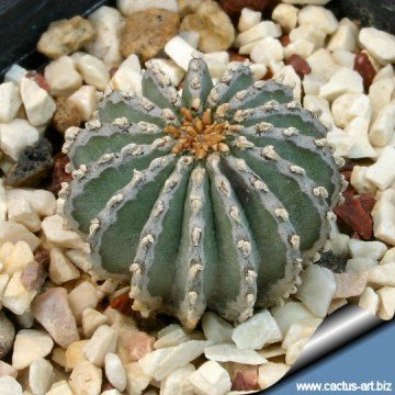 1977 cactus-art Cactus Art