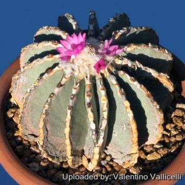 9425 valentino Valentino Vallicelli