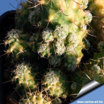 2402 cactus-art Cactus Art