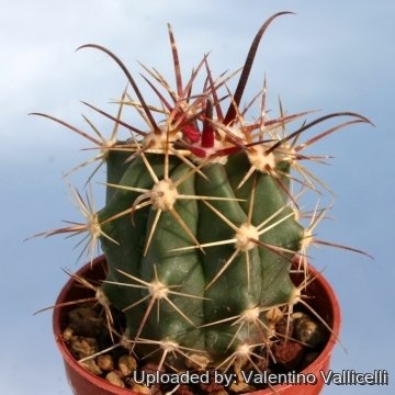 13315 valentino Valentino Vallicelli