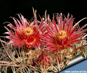 13319 cactus-art Cactus Art