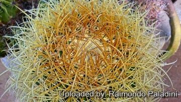 26938 RapCactus Raimondo Paladini