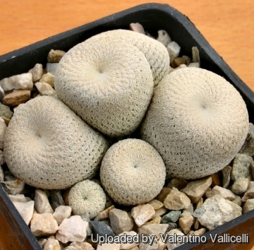 「epithelantha bokei」的圖片搜尋結果