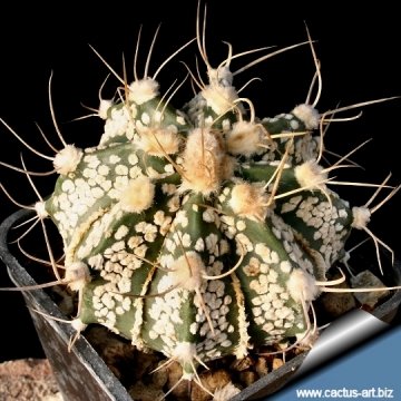 【洋書】Astrophytum Hybrids pht_15108_l.jpg