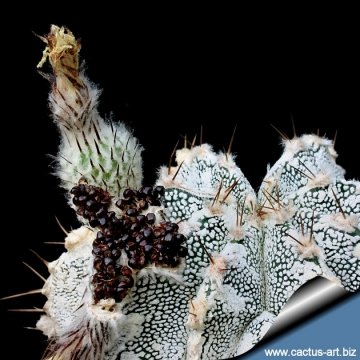 Astrophytum hybrid OR-ONZ (A. ornatum x A. myriostigma cv. onzuka)
