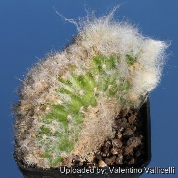 4739 valentino Valentino Vallicelli