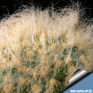 4741 cactus-art Cactus Art