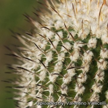 18320 valentino Valentino Vallicelli