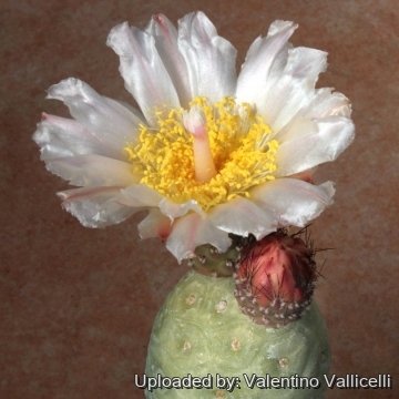 5239 valentino Valentino Vallicelli