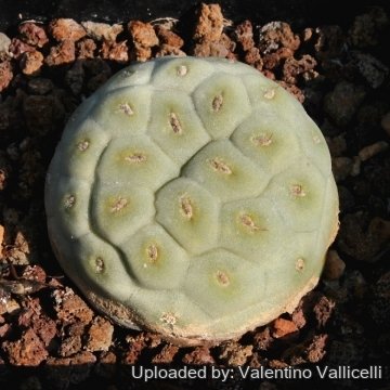 5240 valentino Valentino Vallicelli